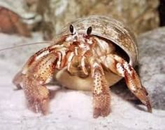 Ryan The Hermit Crab